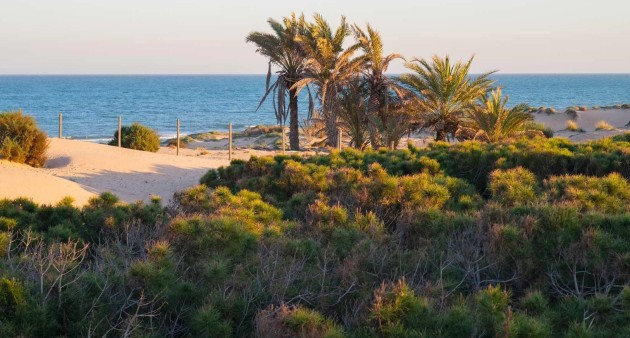 Nybygg - Toppleilighet - Guardamar del Segura - Avda del Puerto