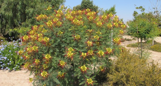 Sale - Villa - Catral