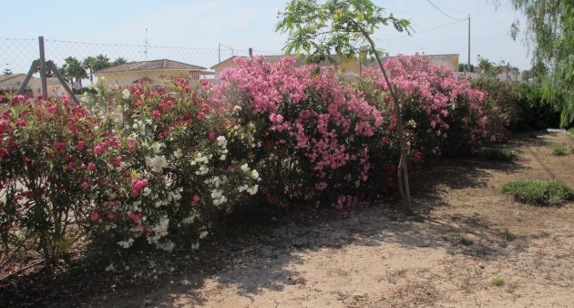 Sale - Villa - Catral