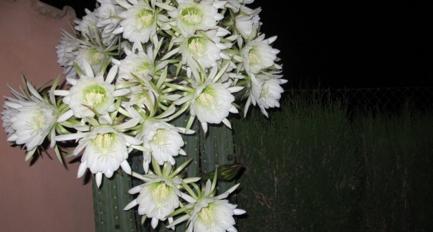 Sale - Villa - Catral